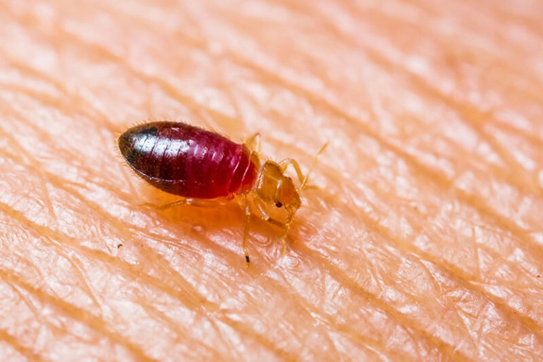 Bed bug life stages